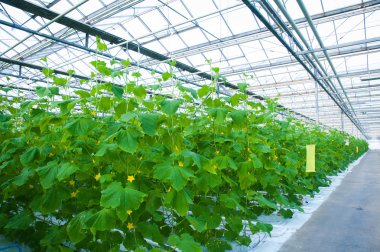 Salatalıklar serada olgunlaşır.