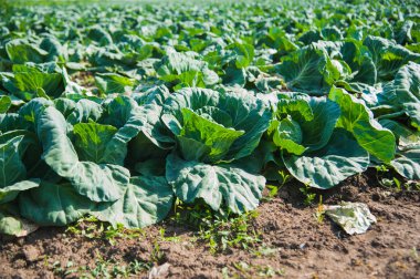 Alan büyüyen lahana