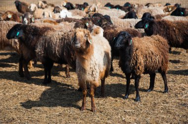 Çiftlikteki koyunlar