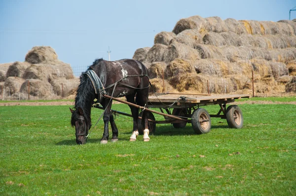 Koń pasie na polu — Zdjęcie stockowe