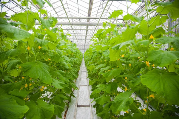 Cucumbers ripening in greenhouse — Stock Photo, Image