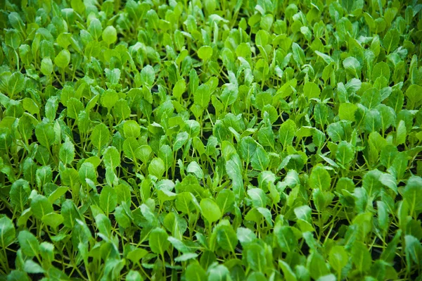 Jonge planten in kas — Stockfoto