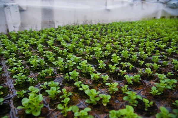 Mladé rostliny ve skleníku — Stock fotografie