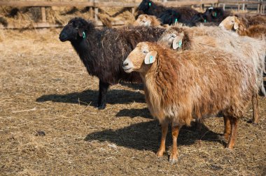 Çiftlikteki koyunlar