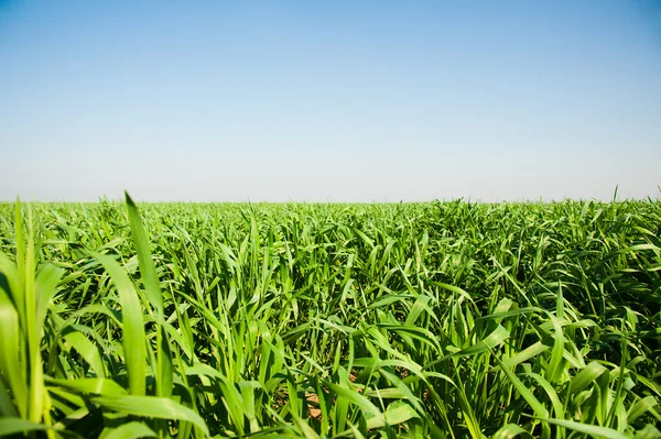 Winter wheat seedlings — Stock Photo, Image