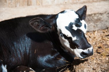 Çiftlikteki inekler. Süt inekleri. Yuvalanmış