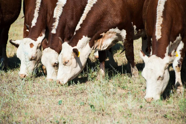 Cows on a field and blue sky. Cows grazing on pasture