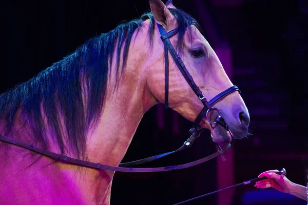 Circus performance. Portrait of a horse performing in the circus arena