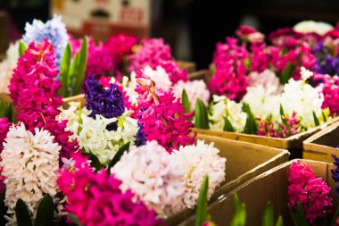 Çiçek pazarı. Çiçek satıyorum. Renkli süsen çiçekleri.