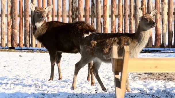 Piccoli Adulti Cervi Maculati Trascorrono Inverno Fattoria Cervo All Alimentatore — Video Stock