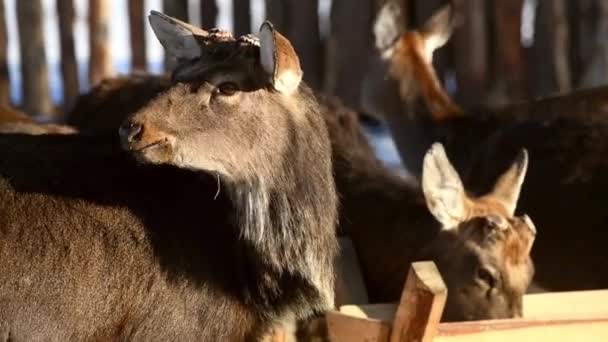 Piccoli Adulti Cervi Maculati Trascorrono Inverno Fattoria Cervo All Alimentatore — Video Stock