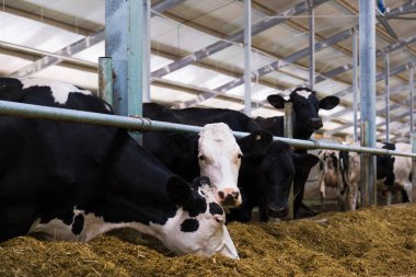 Tarım endüstrisi. Hayvan yetiştiriciliği. Süt çiftliğinde saman yiyen inek sürüsü