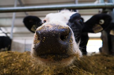 Tarım endüstrisi. Hayvan yetiştiriciliği. Süt çiftliğinde saman yiyen inek sürüsü