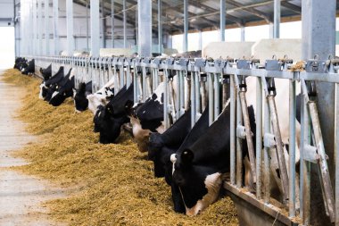 Tarım endüstrisi. Hayvan yetiştiriciliği. Süt çiftliğinde saman yiyen inek sürüsü