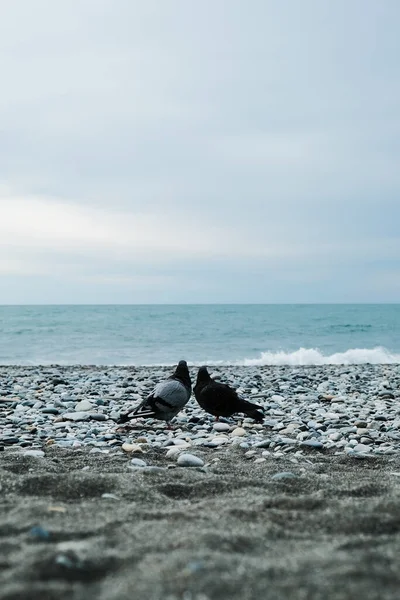 Deniz Kıyısında Bir Çift Güvercin Dalgalara Bakıyor Deniz Manzarası Idyll — Stok fotoğraf
