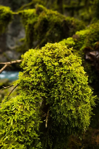 Zielony Mech Bliska Lesie Roślinność Brzegu Górskiej Rzeki — Zdjęcie stockowe