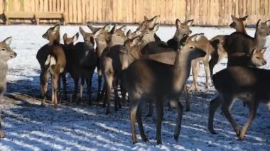 Küçük ve yetişkin benekli geyikler kışı çiftlikte geçirirler. Geyik besleyicide.