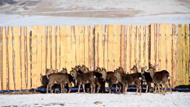 Kleine Und Ausgewachsene Gefleckte Hirsche Überwintern Auf Dem Hof Rehe — Stockvideo