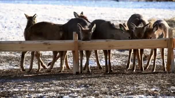 Piccoli Adulti Cervi Maculati Trascorrono Inverno Fattoria Cervo All Alimentatore — Video Stock