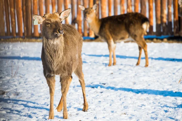 Piccoli Adulti Cervi Maculati Trascorrono Inverno Fattoria Cervo All Alimentatore — Foto Stock