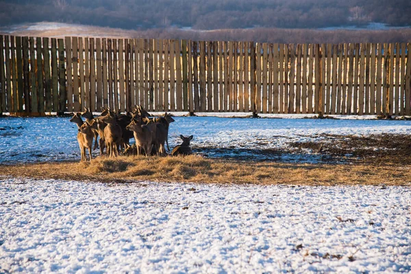 Small and adult spotted deer spend the winter on the farm. Deer at the feeder