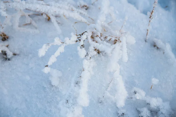 Vinterlandskap Vintergräs Och Träd Snö Svår Frost Kvällstid — Stockfoto
