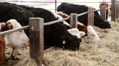 İnekler ve buzağılar kışın bir çiftlik hayvanlarının çiftliğinde. İnekler saman yer ve yürür.