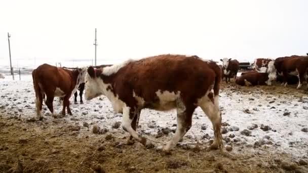 Корови Телята Худоби Фермі Взимку Корови Їдять Сіно Ходять — стокове відео