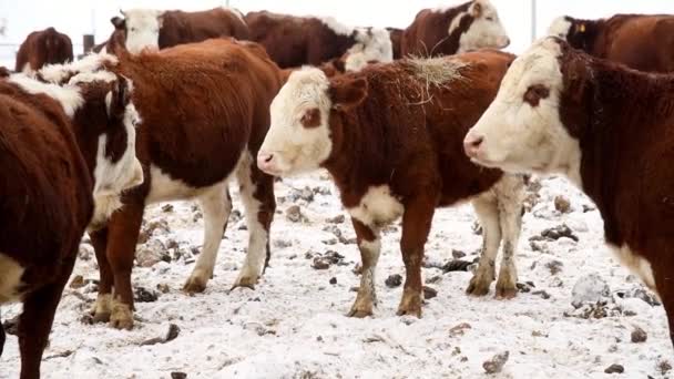 Cows Calves Livestock Farm Winter Cows Eat Hay Walk — Stock Video