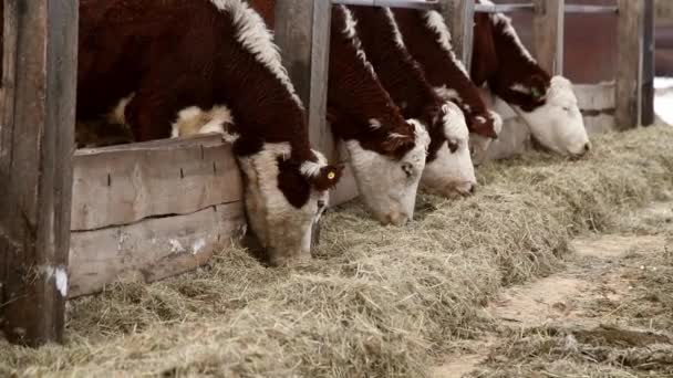 Vacas Terneros Una Granja Ganadera Invierno Las Vacas Comen Heno — Vídeo de stock