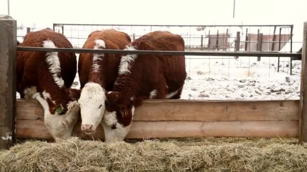 奶牛和小牛在一个畜牧场上繁殖 奶牛吃干草 — 图库视频影像