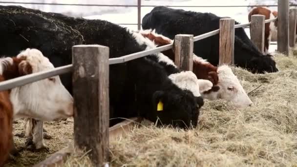 冬に家畜農場で牛や子牛 牛は干し草を食べ歩く — ストック動画