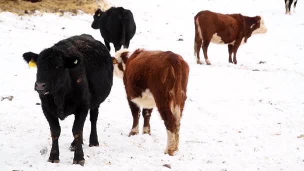Vaches Veaux Dans Une Ferme Élevage Hiver Les Vaches Mangent — Video