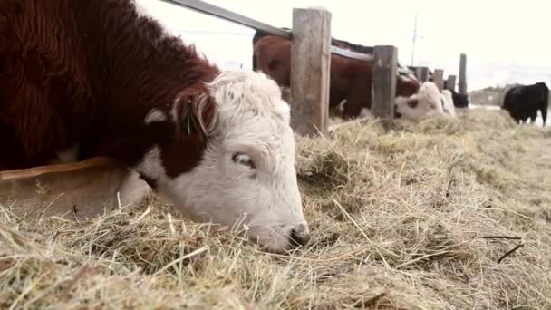 奶牛和小牛在一个畜牧场上繁殖 奶牛吃干草 — 图库视频影像