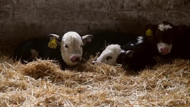 Školka Pro Novorozená Telata Farmě Zimě Telata Leží Seně Hospodářská — Stock video