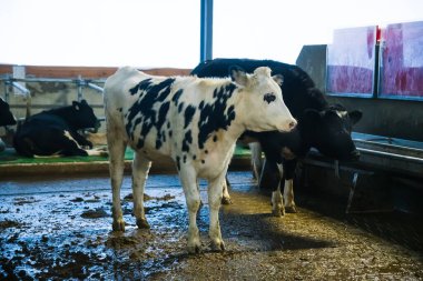 Kışın çiftlikte inekler. Süt inekleri. Yuvalanmış