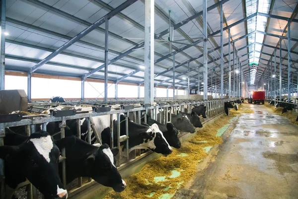 Kühe Auf Dem Hof Winter Milchkühe Kuhstall — Stockfoto
