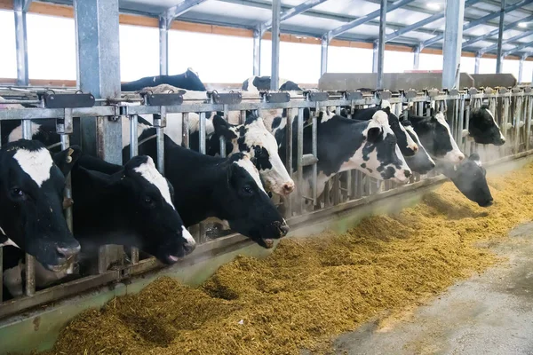 Koeien Boerderij Winter Zuivelkoeien Blauwschuur — Stockfoto