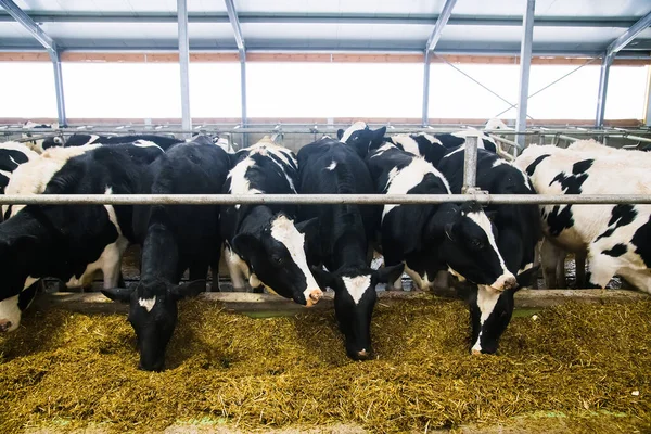 Cows on the farm in winter. Dairy cows. Cowshed