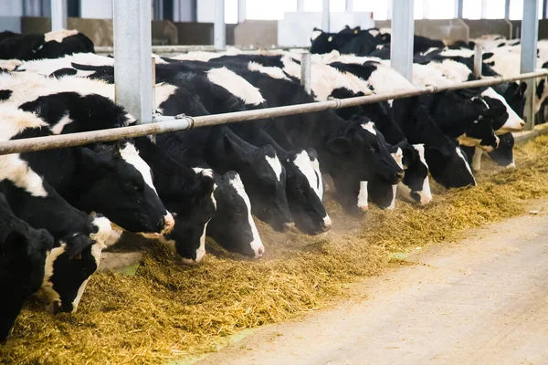 Cows on the farm in winter. Dairy cows. Cowshed