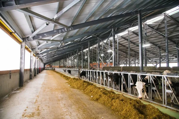 Koeien Boerderij Winter Zuivelkoeien Blauwschuur — Stockfoto