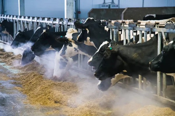 Tehenek Farmon Télen Tejelő Tehenek Tehénistálló Stock Fotó