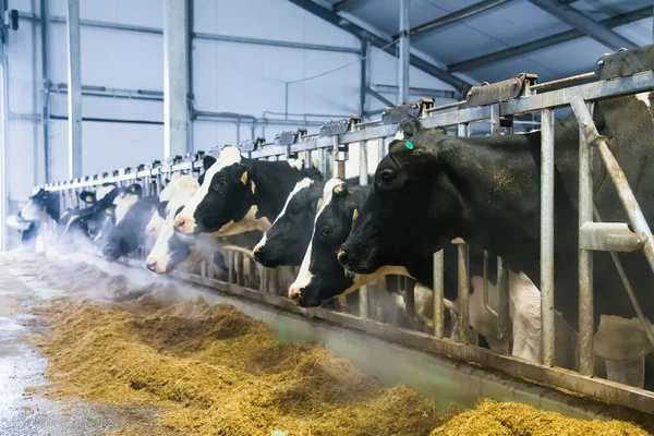 Tehenek Farmon Télen Tejelő Tehenek Tehénistálló Jogdíjmentes Stock Képek