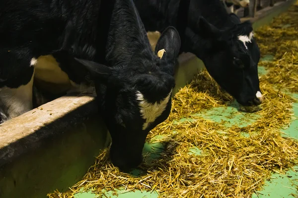 Cows on the farm in winter. Dairy cows. Cowshed