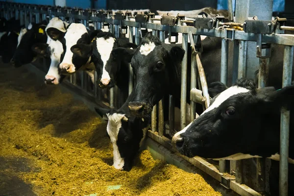 Cows on the farm in winter. Dairy cows. Cowshed