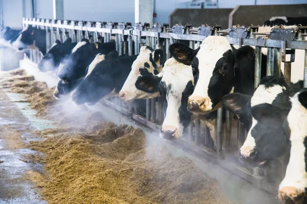 Kühe Auf Dem Hof Winter Milchkühe Kuhstall — Stockfoto