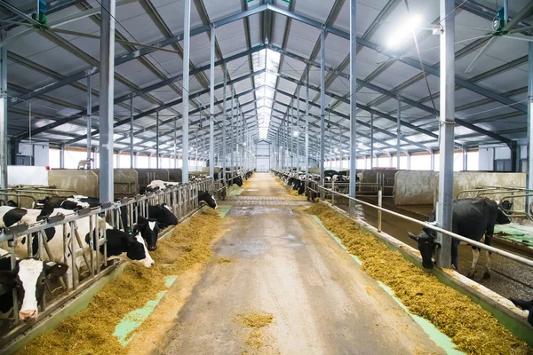 Cows on the farm in winter. Dairy cows. Cowshed