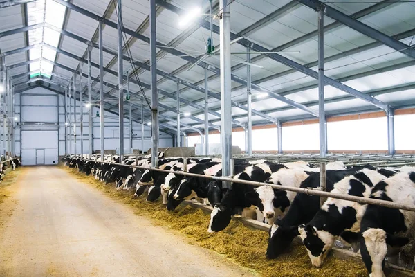 Cows on the farm in winter. Dairy cows. Cowshed