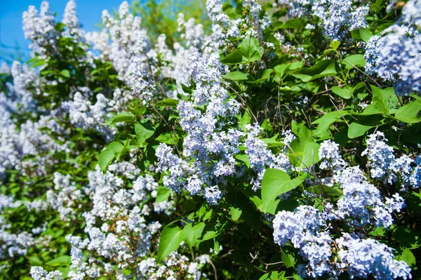 Kwitnący Pospolity Krzak Syringa Vulgaris Lilacs Wiosenny Krajobraz Bukietem Delikatnych — Zdjęcie stockowe