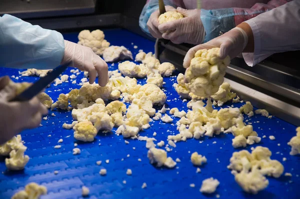 Cauliflower Cleaned Washed Dried Frozen Further Storage Industrial Line Processing — Stock Photo, Image